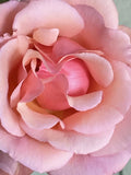 Apricot Heirloom Rose Cuttings - Six Stem Fragrant Blooms - Rosa spp.