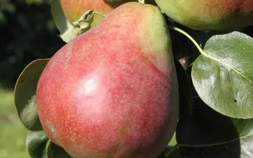Obelisk Pear Seeds - 25+ Seeds for Garden Planting - Pyrus communis - USA