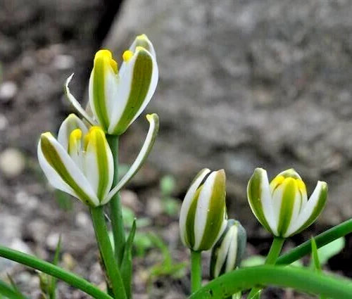 Succulent Albuca Humilis Bulbs Green White Blooms - Albuca humilis