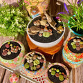 Lithops Succulent 10 Pills Rare Imported Bare Root Indoor Decor (Living Stones Plant)