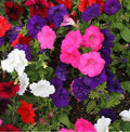 Petunia Seeds Dwarf Mix Multi-Color Compact Containers Garden Spring 2000 Seeds (Petunia x hybrida)