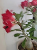 Live Plant Adenium Obesum Red Blood Desert Rose 4” Pot - Tropical Flowering Succulent for Indoor and Outdoor Gardens