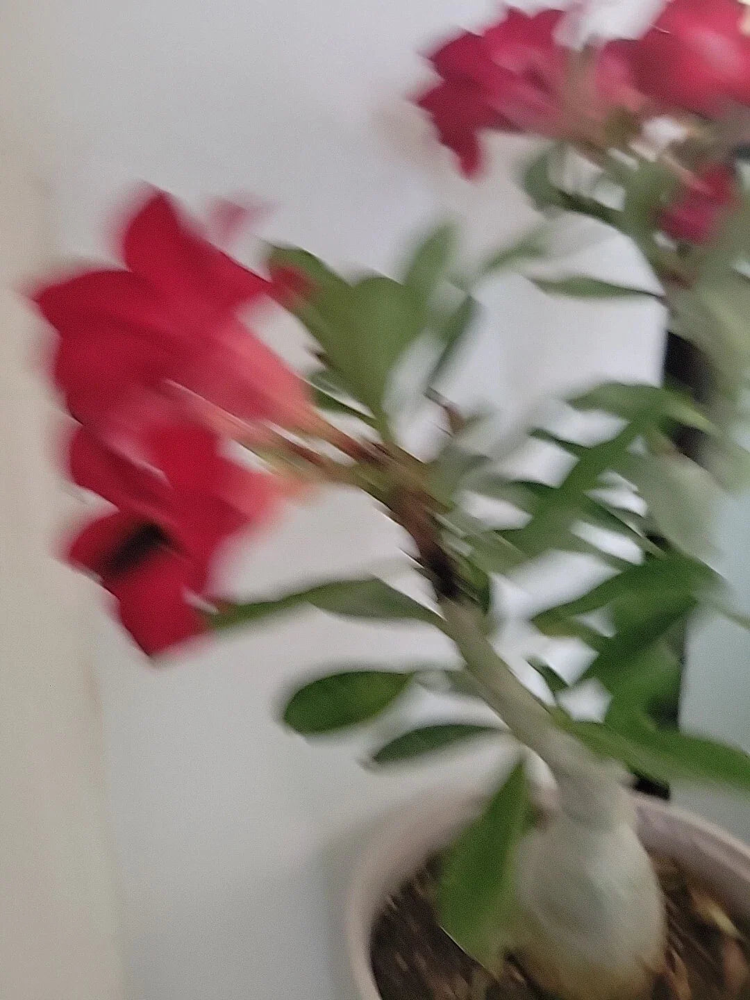 Live Plant Adenium Obesum Red Blood Desert Rose 4” Pot - Tropical Flowering Succulent for Indoor and Outdoor Gardens