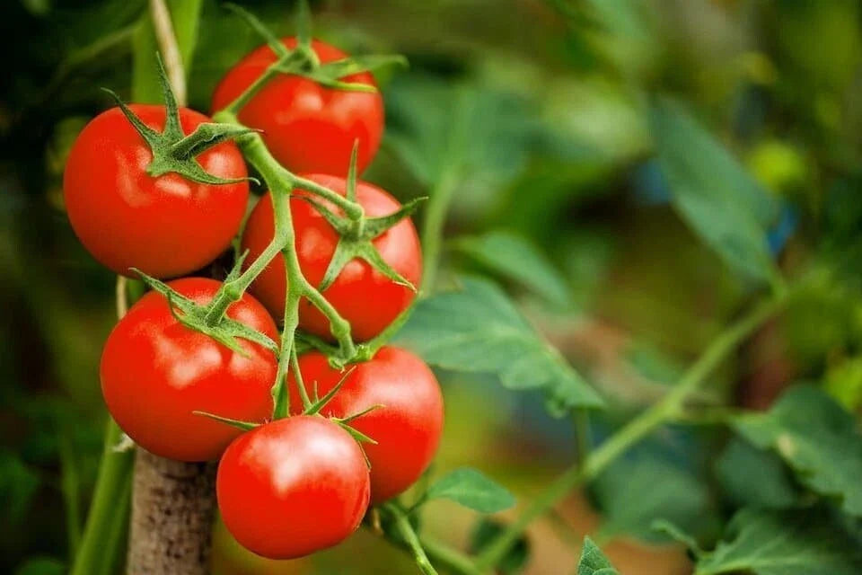 Red Cherry Tomato Seeds - 100 Organic USA Seeds - Heirloom Variety, Non-GMO - Perfect for Home Gardening