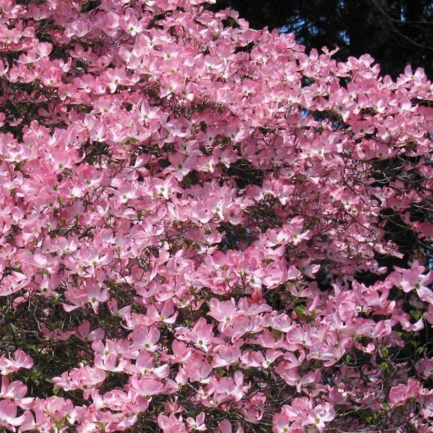 Live Pink Flower Dogwood Tree - 1 Year Old Semi Bare Root Plant - Cornus florida