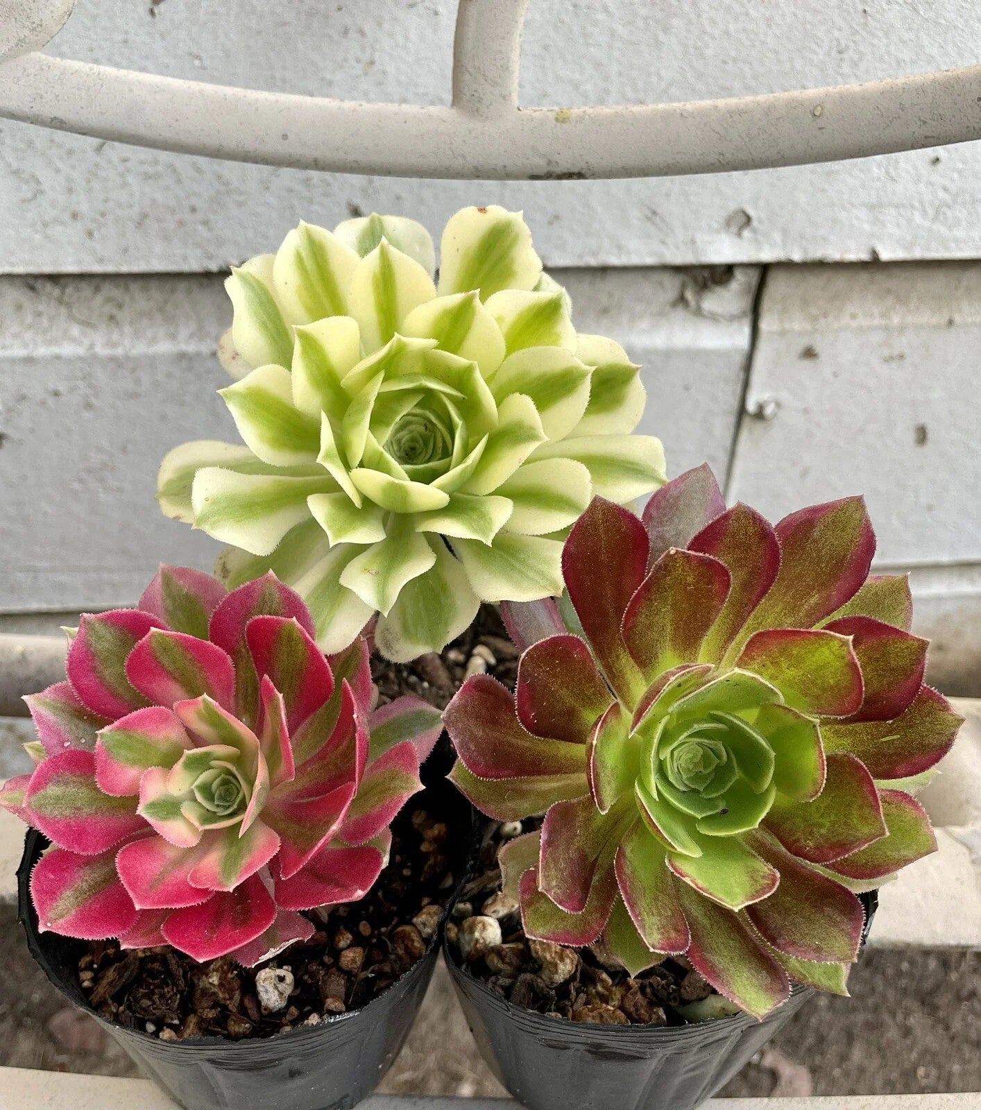 Succulents Live Plants - Aeonium Cutting Combo - Varied Colors - Perfect for Indoor Gardening - Easy Care Plants