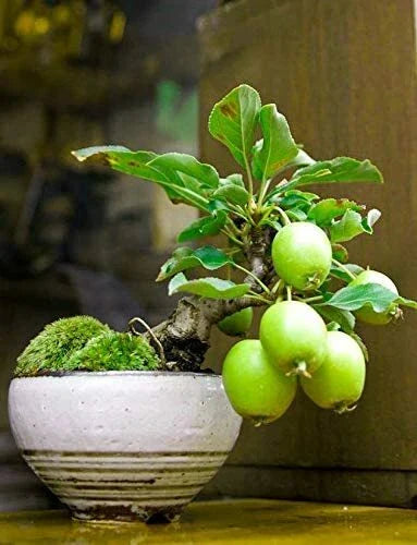 Guava Fruit Bonsai Tree Seeds - 20 Pack - Exotic Tropical Plant - Psidium guajava