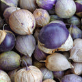 Purple Tomatillo Seeds - 50 Ct Heirloom Non-GMO Vegetable for Salsa - Physalis ixocarpa - USA Grown, Free Shipping