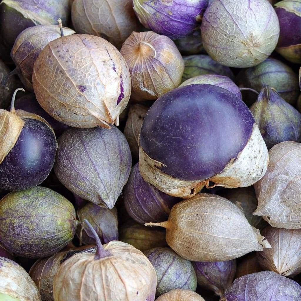 Purple Tomatillo Seeds - 50 Ct Heirloom Non-GMO Vegetable for Salsa - Physalis ixocarpa - USA Grown, Free Shipping