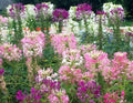 Fresh Spider Plant Mixed Flower Seeds - 100 Count - Easy to Grow - Chlorophytum comosum