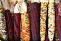 Treated Corn Seeds - Indian Ornamental Variety, Non-GMO, Shipped with Tracking, Zea mays