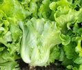 Romaine Lettuce Seeds 1000+ Count Italian All Season Seeds (Lactuca sativa) USA Grown