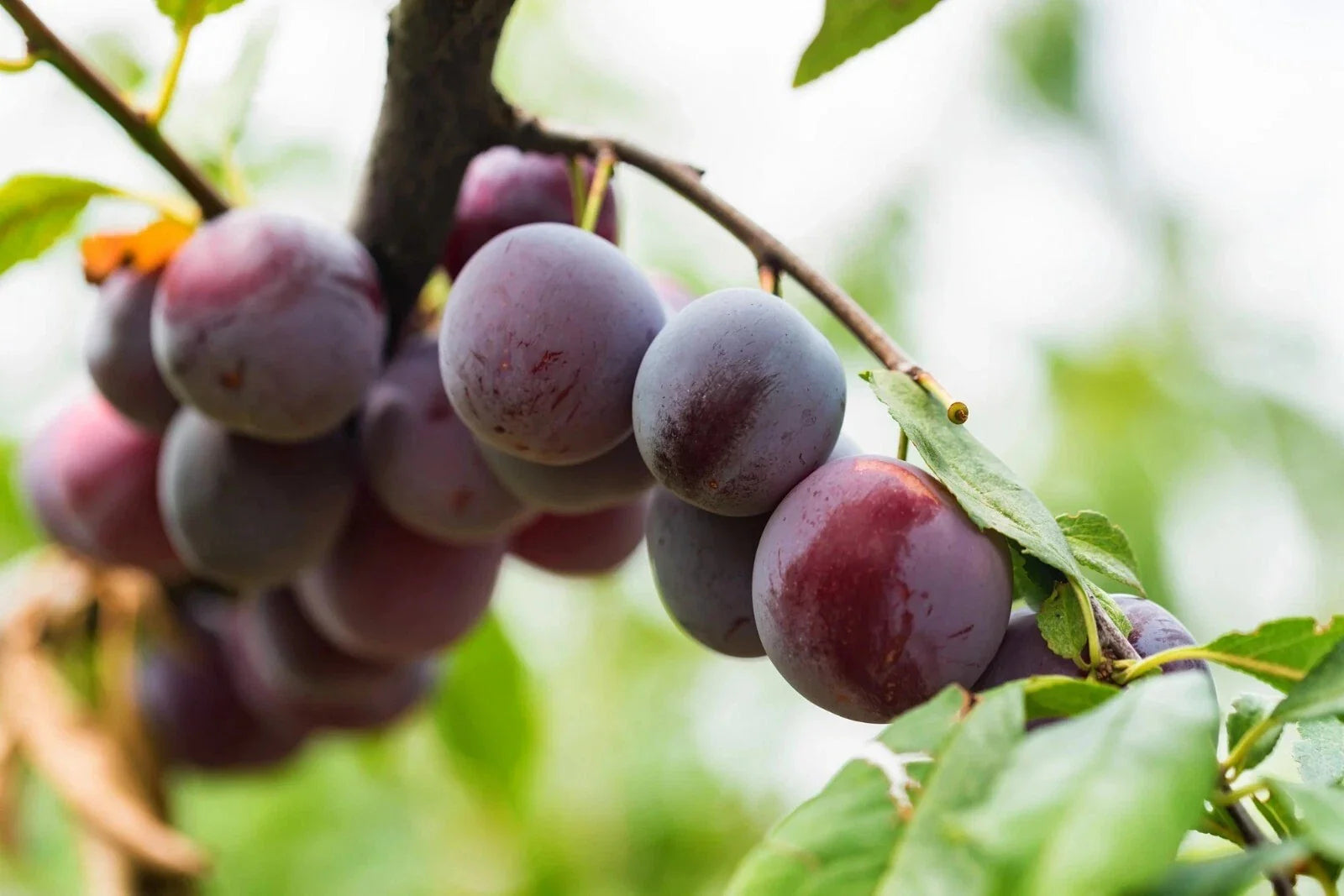 Beach Plum Seeds - 10 Pre-Stratified Seeds - Prunus Maritima - Coastal Native Fruit Plant Seeds - Free Shipping