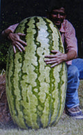 Competition Watermelon Seeds - 5 Pack - Cross Hybrid, Medicinal, Antioxidant, Lycopene Rich, Citrullus lanatus