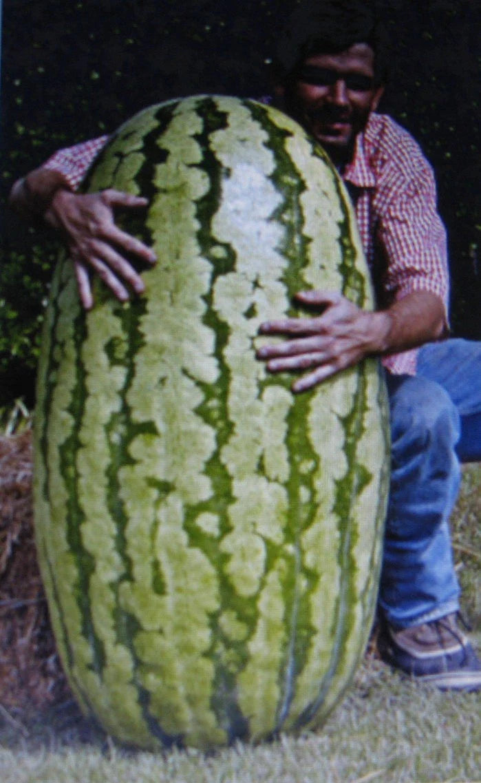 Competition Watermelon Seeds - 5 Pack - Cross Hybrid, Medicinal, Antioxidant, Lycopene Rich, Citrullus lanatus