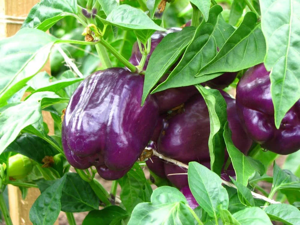 Purple Beauty Pepper Seeds - 100+ Seeds - Versatile Edible Pepper - Capsicum annuum