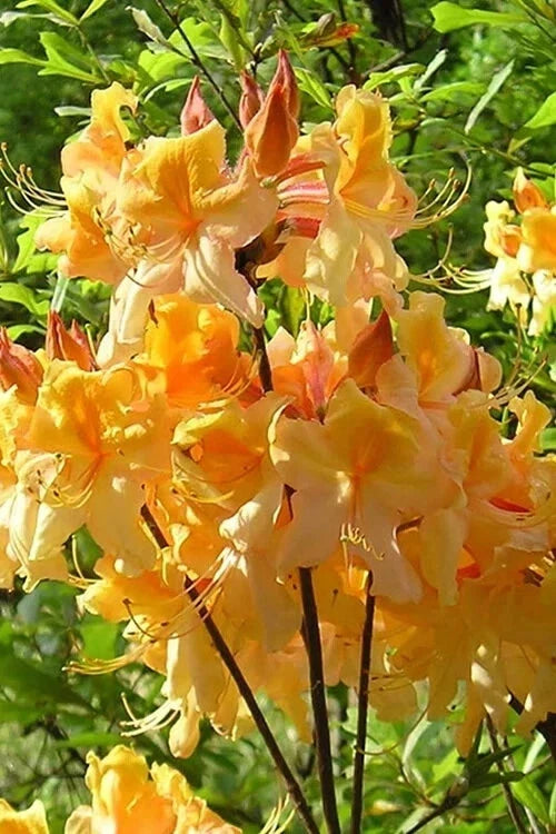 Dancing Rabbit Aromi Azalea Starter Plant - Deciduous Rhododendron - Dormant - Small Size