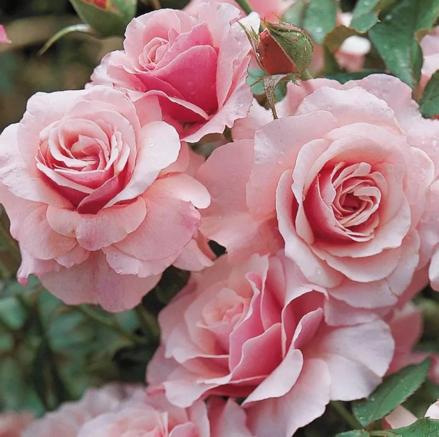 Floribunda Rose Cuttings 5-8" Long, Unrooted, Our Lady of Guadalupe, Rosa 'Guadalupana' - 3 Stems