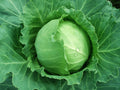 Brunswick Cabbage Seeds 300+ Non-GMO Danish Ballhead Vegetable Seeds - Brassica oleracea