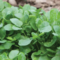 Upland Cress Seeds - 1000+ Count - Non-GMO Heirloom Garden Seeds - Perfect for 2025 Planting - USA Grown