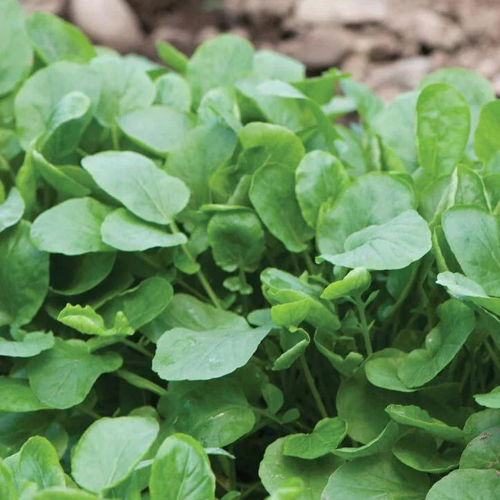 Upland Cress Seeds - 1000+ Count - Non-GMO Heirloom Garden Seeds - Perfect for 2025 Planting - USA Grown