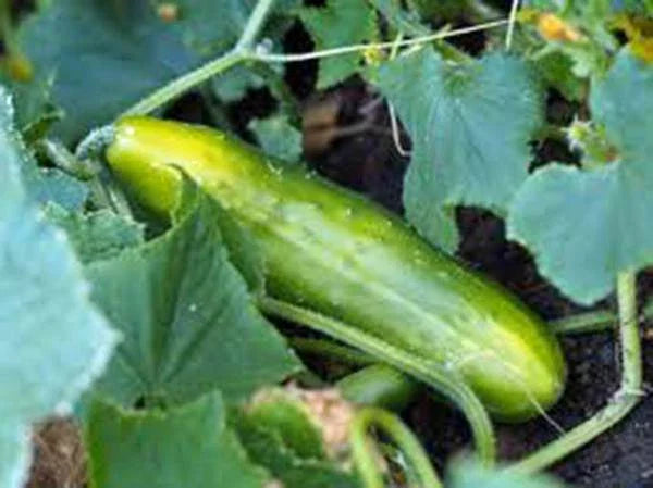 Cucumber Seeds, 25+ Heirloom Non-GMO, Marketer Variety, Garden Cucumber (Cucumis sativus)