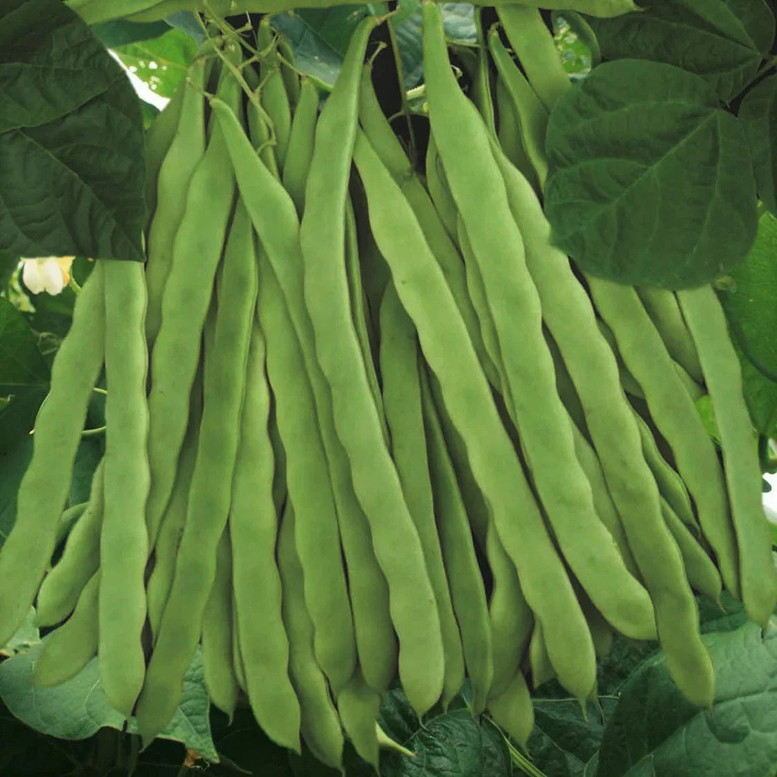Qing Bian Romano Bean Seeds - Non-GMO Pole Variety, Stringless Green, Perfect for 2025 Planting