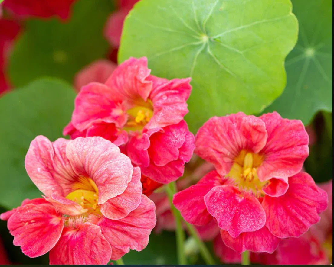 Nasturtium Seeds - Jewel Cherry Rose Vine - Edible, Fragrant, Non-GMO - 20 Seeds