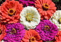 Zinnia Seeds Mix - Under the Sea Variety - 100+ Seeds - Colorful Annuals for Flower Gardens - Zinnia elegans