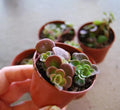 Creeping Ground Cover Plant - 4" Coral Reef Chinese Stone Crop - Sedum Tectractinum - Low Maintenance, Drought-Resistant