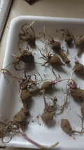 Red Organic Jerusalem Artichoke Tubers - 10 Small for Planting Helianthus tuberosus