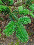 George Fir Tree Seeds, 30 Pack, Abies forrestii georgei, Ideal for Planting, Hardy Evergreen Seedlings