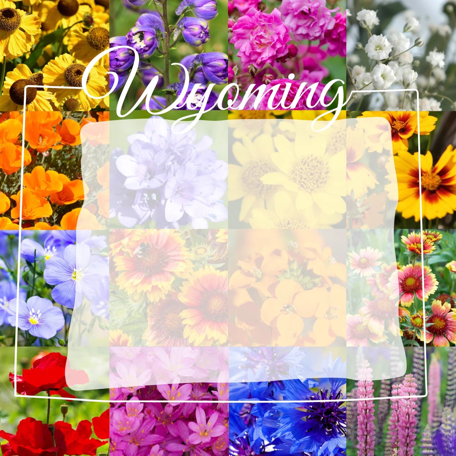 Wyoming Western Wildflower Seed Mix 1 lb - Covers 3,200 sq ft - Native Wildflowers for Gardens, Meadows, and Pollinators