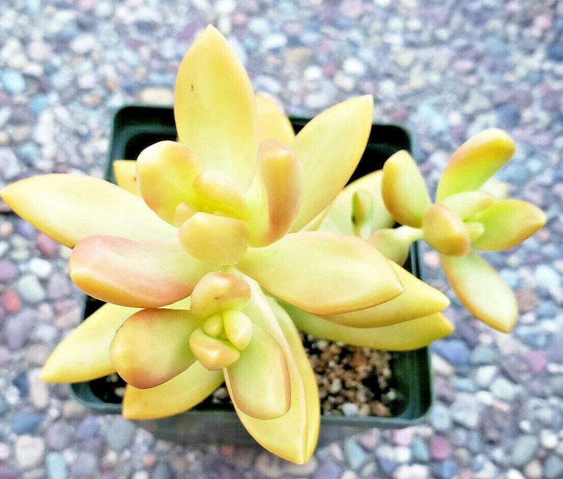 Sedum Adolphii "Golden Glow" - 2" Diameter Rooted Plants - Golden Sedum - Succulent Variety