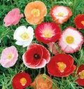 Double Shirley Poppy Seeds - 2000+ Mixed Annual Flower Seeds - Papaver Rhoeas - Garden Planting