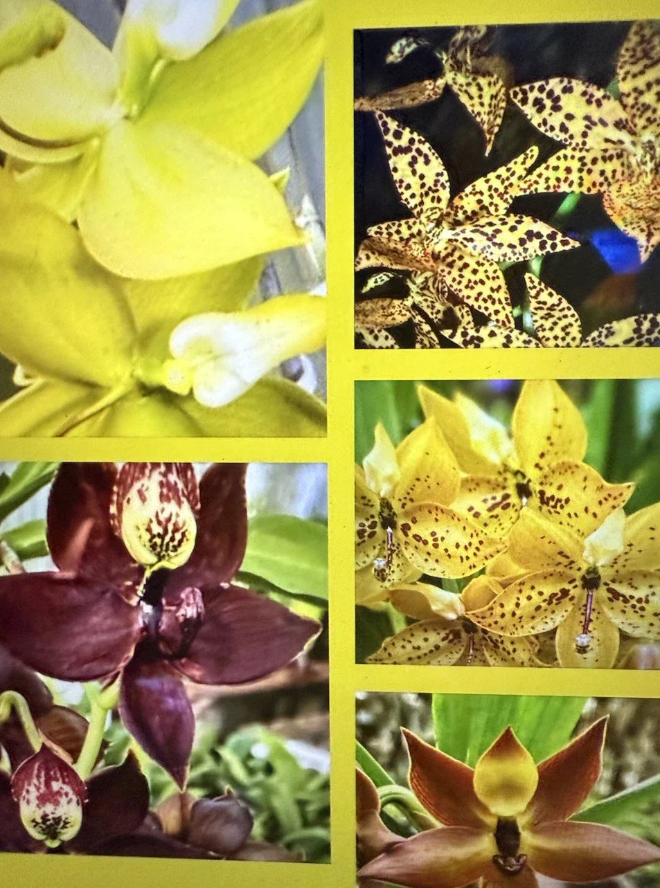 Cyc Orchid Plants - Small Bulb - Bare Root - Select Variety (Cycnoches)
