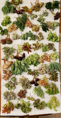 X-Large Succulent Cuttings Set - 60 Pieces, 50 Varieties, 5 Rare Types - Ideal for Plant Lovers and Collectors