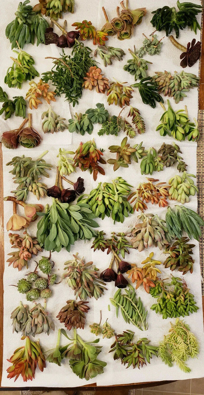 X-Large Succulent Cuttings Set - 60 Pieces, 50 Varieties, 5 Rare Types - Ideal for Plant Lovers and Collectors