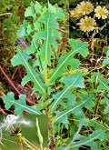 Wild Lettuce Seeds - 50 Prickly Opium Lettuce - Medicinal Herb (Lactuca serriola)