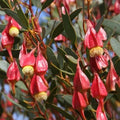 Fuchsia Gum Tree Seeds - 30 Seeds for Planting - Eucalyptus forrestiana - Fast-Growing Drought-Tolerant Tree