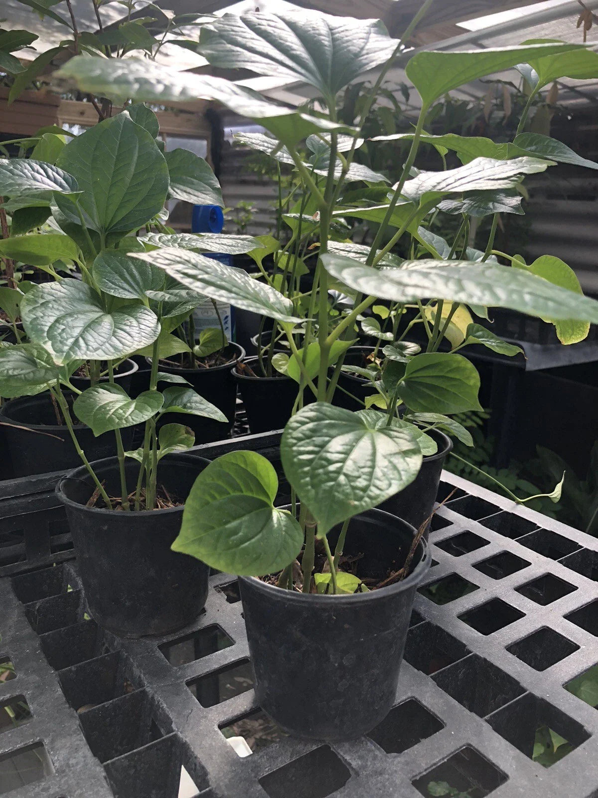 Well Rooted Betel Leaf Plant - PEPER Paan - Piper sarmentosum - Lá Lốt - Indoor/Outdoor Herb - As Pics