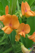 Annual Sweet Pea Seeds - 50 Lathyrus annuus 'Mrs R. Penney' - Fragrant Flowering Seeds for Garden Planting