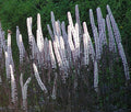Cimicifuga Ramosa Atropurpurea Bugbane Seeds - 10 Perennial Seeds for Shade Gardens, Dark Purple Foliage