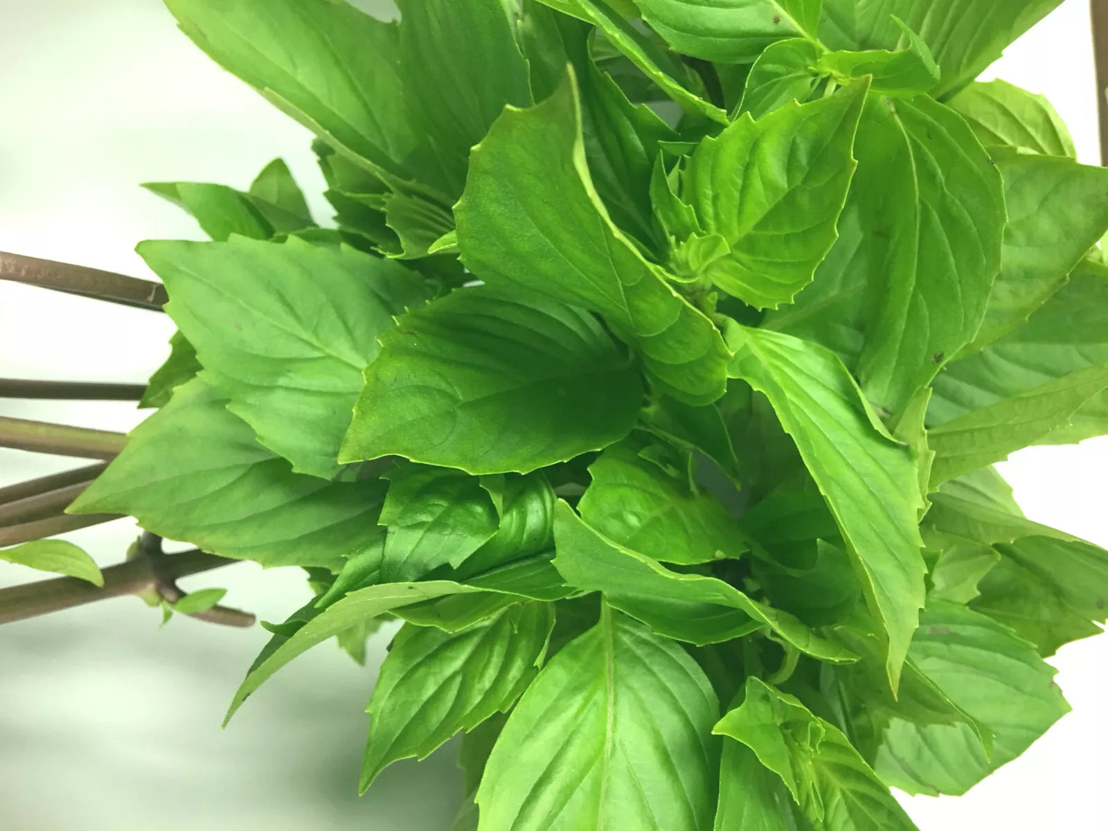 Thai Sweet Large Leaf Basil Seeds - 50+ Seeds, Ocimum basilicum var. thyrsiflora, High Yielding, Annual Herb