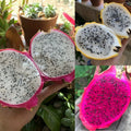 Dragonfruit Seeds Variety Pack - Best Sellers Non-GMO Organic for Garden - Bulk Fruit USA