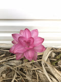 Ginger Rhizomes 3-Pack Curcuma petiolata Hidden Pink Flowering Jewel of Thailand Tropical Plant Starts