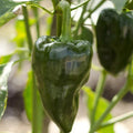 Poblano Pepper Seeds - Traditional Dark Green Mexican Variety - Mild Flavor - Perfect for 2025 Planting