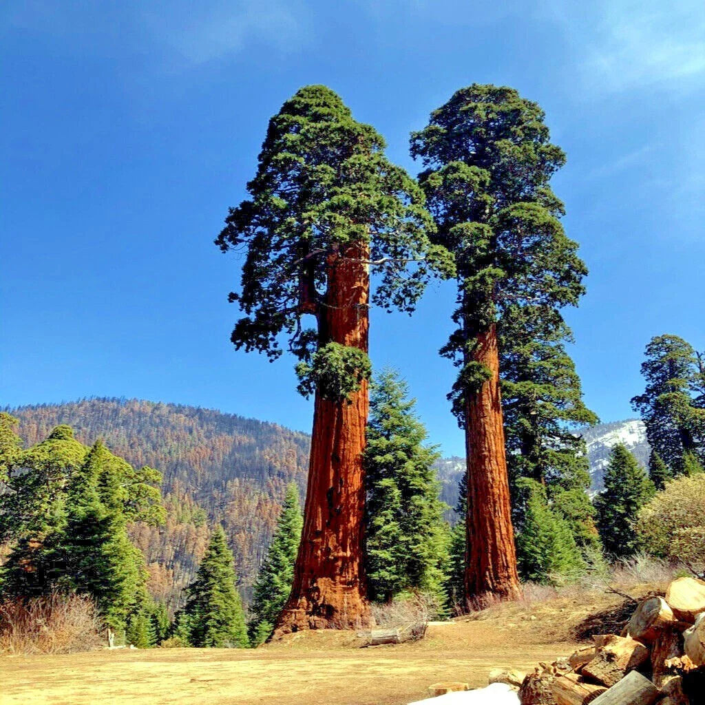 Giant Sequoia Seeds - Fast Hardy Variety - Sierra Redwood - Sequoiadendron giganteum