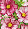 Cosmos Seeds - Candystripe - 100 Seeds - Colorful Flower Seeds for Garden (Cosmos bipinnatus)