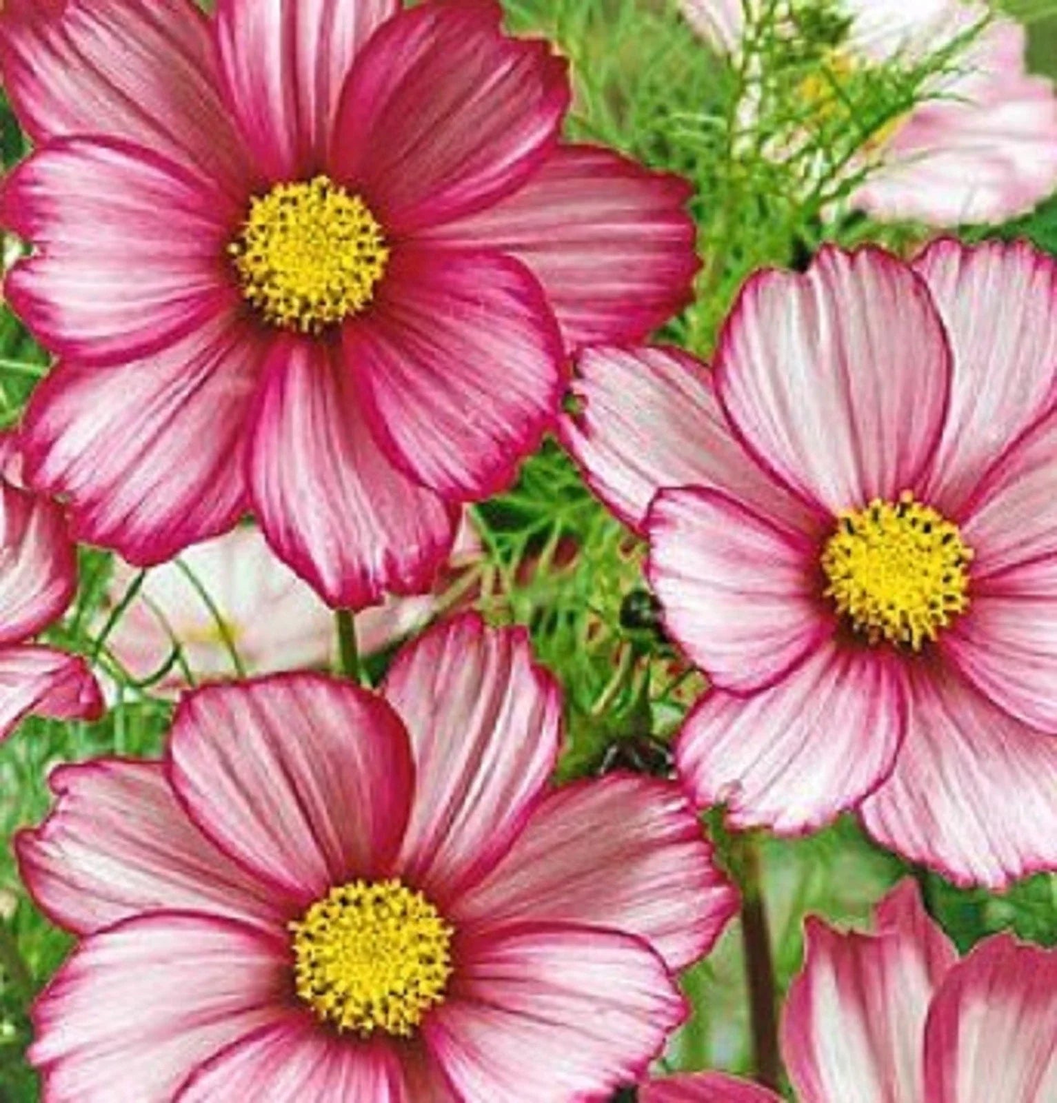 Cosmos Seeds - Candystripe - 100 Seeds - Colorful Flower Seeds for Garden (Cosmos bipinnatus)